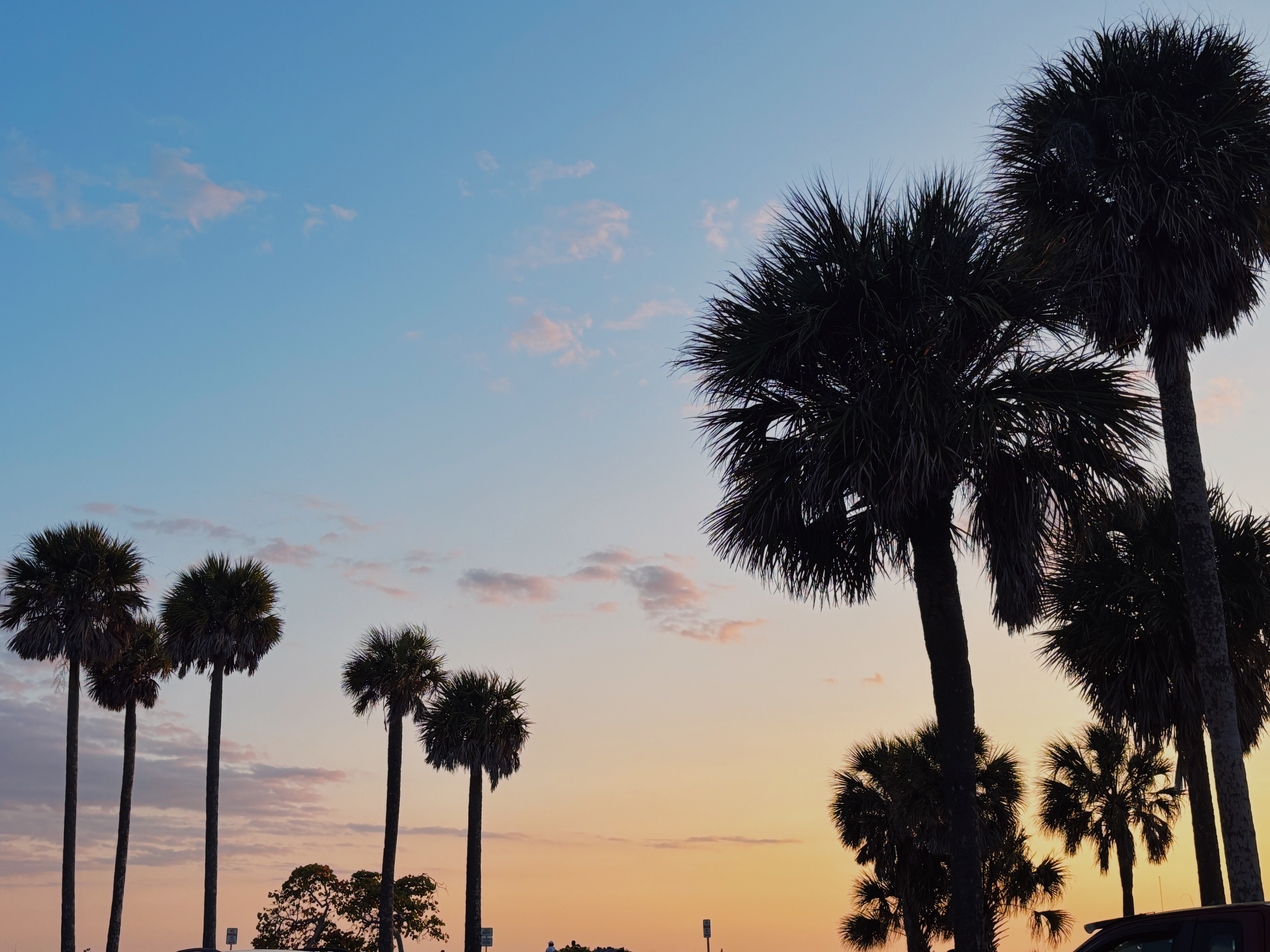 Northeast Florida palms at sunset